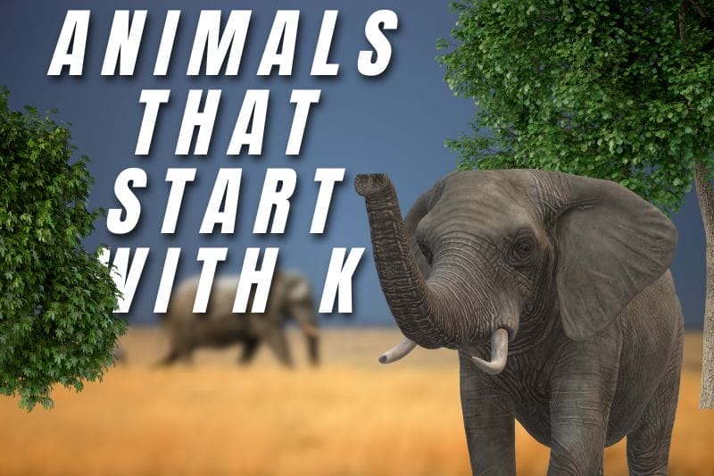 Animals that start with k