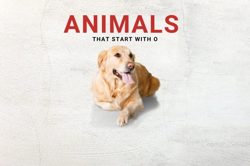 Animals that start with o