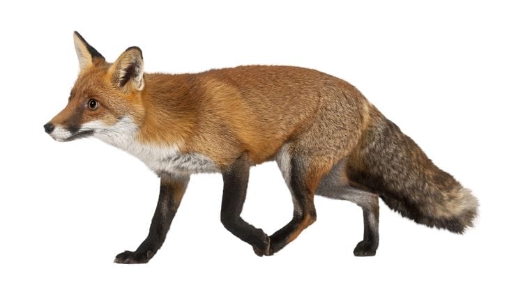 Darwin’s fox
