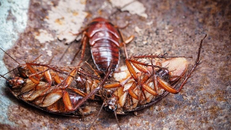 Death’s Head Cockroach