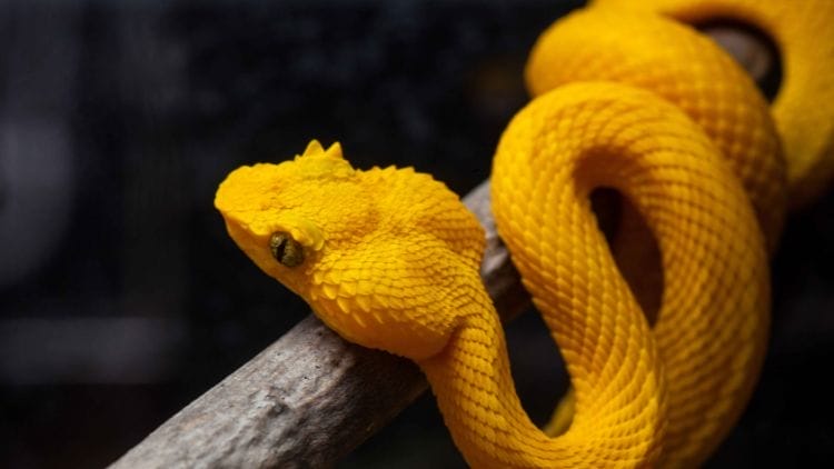Eyelash Viper is the last creature in the list of animals that start with E 