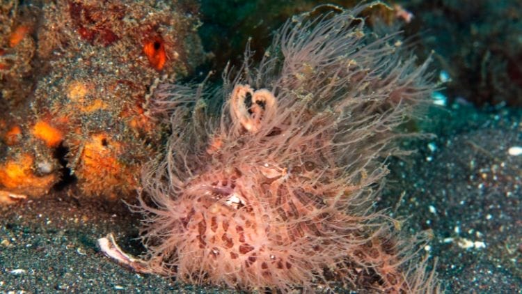 Hairy-Frogfish-Image