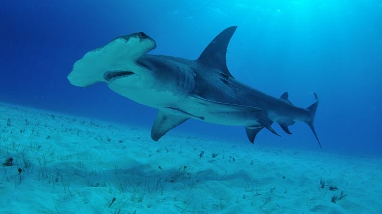 Hammerhead-Shark-Image