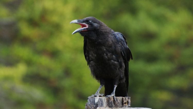 Hawaiian-Crow-Image