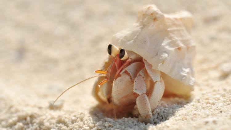 Hermit-Crab-Image