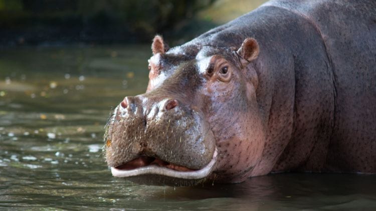 Hippopotamus-gorgops-Image
