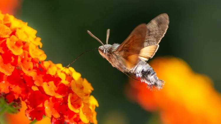Hummingbird-Hawk-Moth-Image
