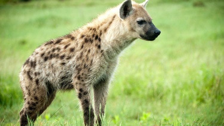 Hyena-Image