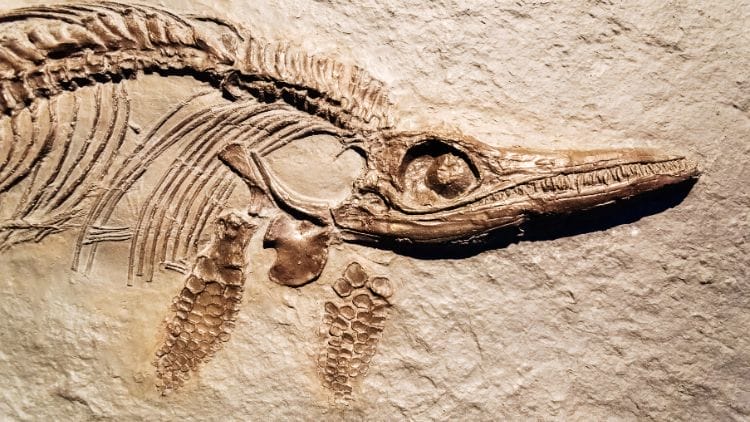 Ichthyosaurus-Image