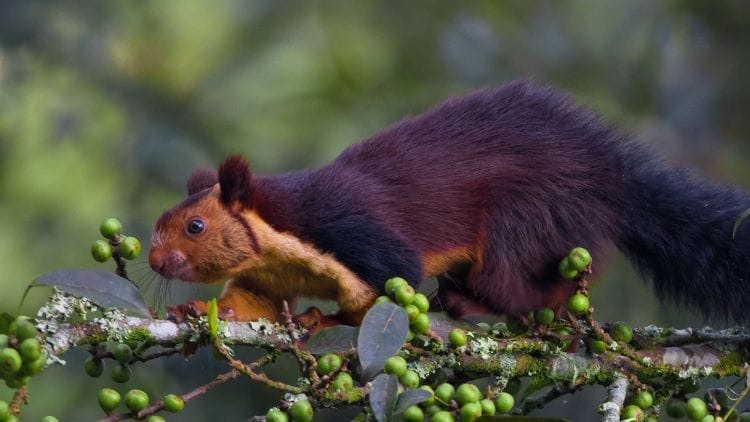 Indian-Giant-Squirrel-Image