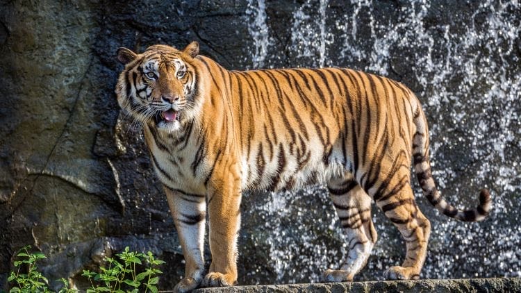 Indochinese-Tiger-Image