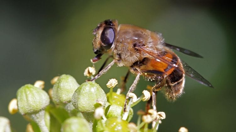 Ivy-Bee-Image