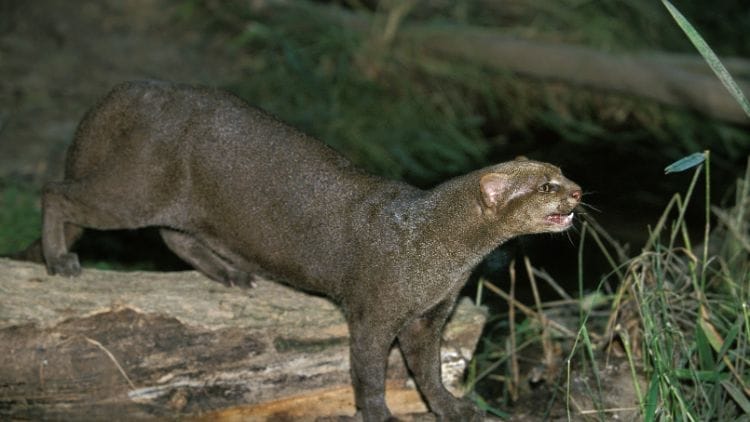 Jaguarundi-Cat-Image