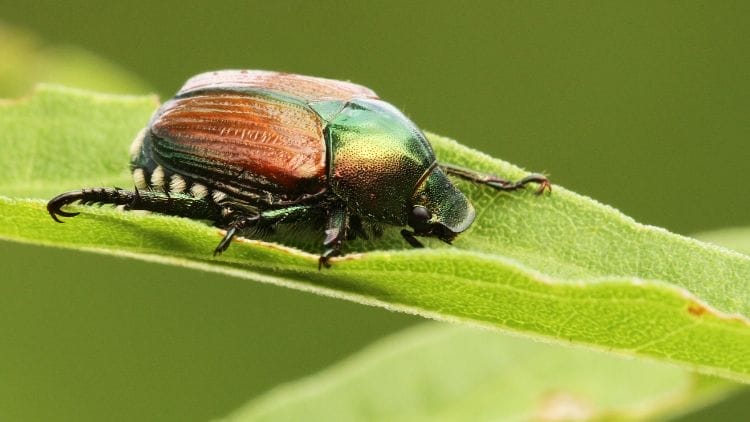Japanese-Beetle-Image