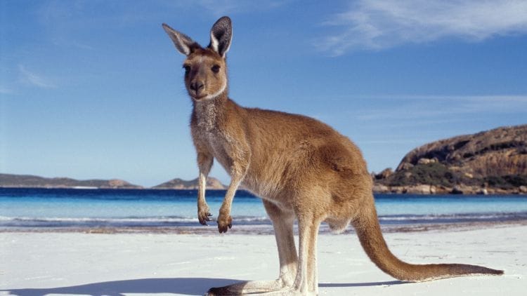 Kangaroo-Image