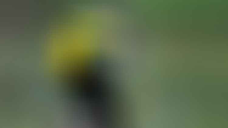 Keel-Billed-Toucan-Image