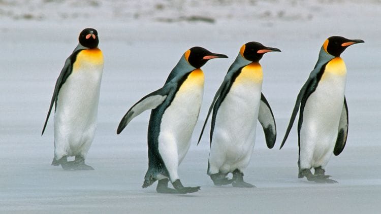 King-Penguin-Image