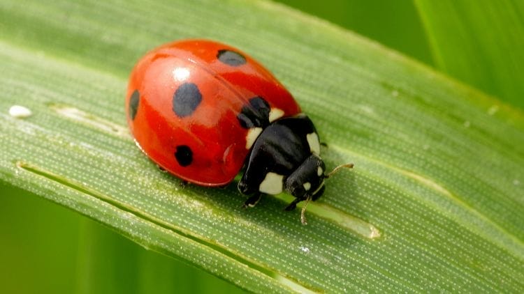 Ladybug-Image