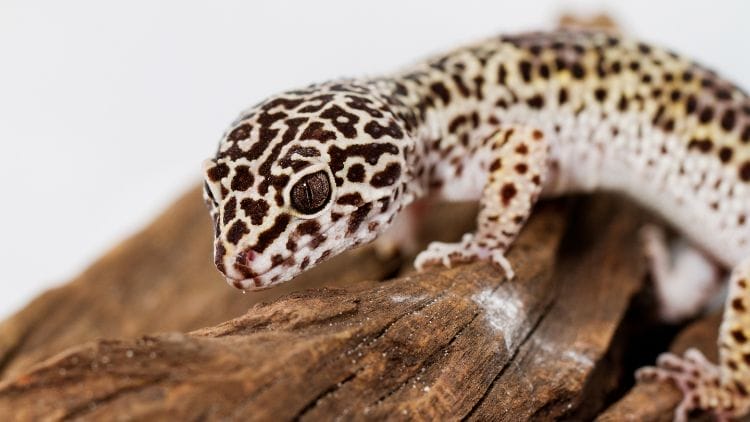 Leopard-Gecko-Image