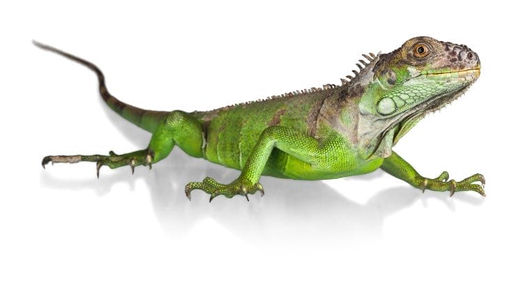 Lizard-Image