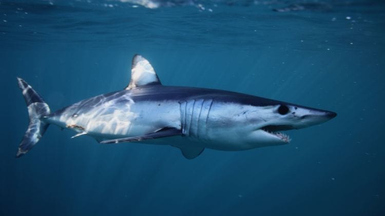 Longfin-Mako-Shark-Image