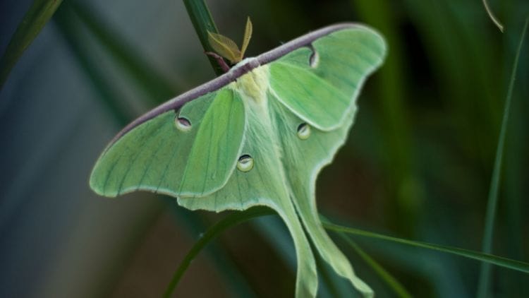 Luna-Moth-Image