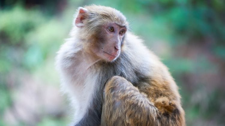 Macaque image