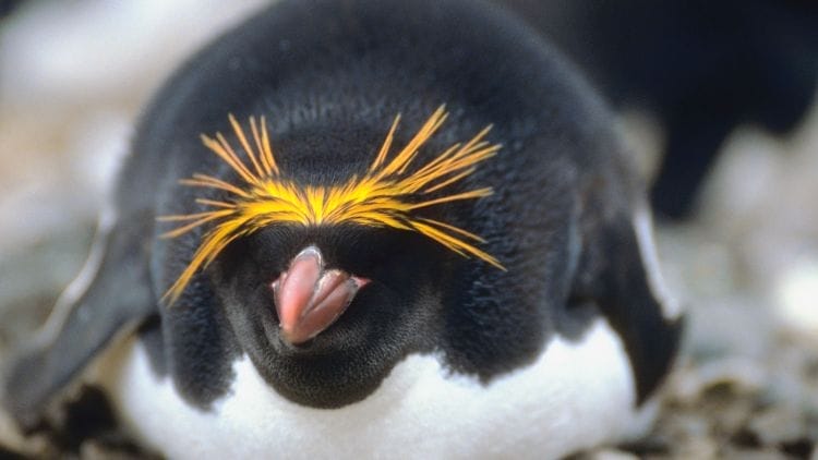 Macaroni-Penguin image