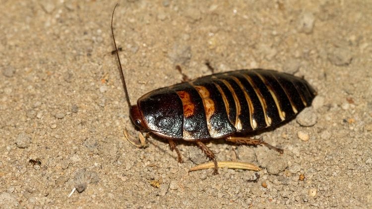 Madagascar-Hissing-Cockroach image