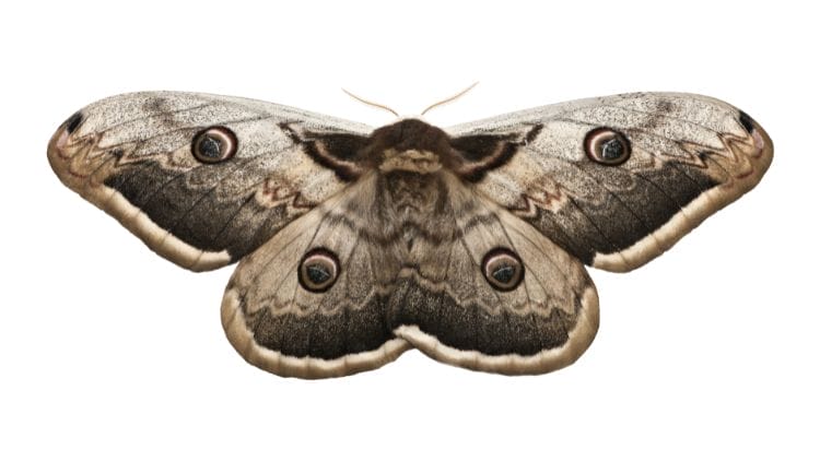 Madora-Moth iamge