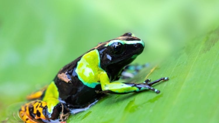 Mantella-Frog