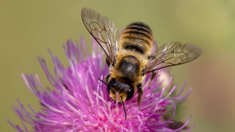 Mason-Bee