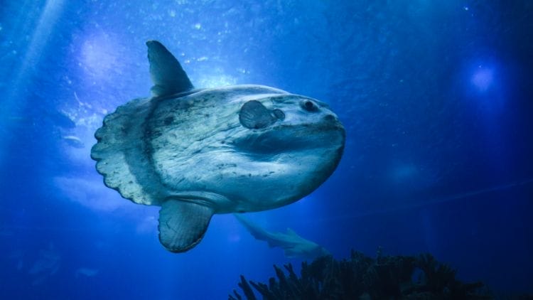Mola-mola-Ocean-Sunfish