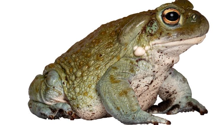 Oak-Toad-Image