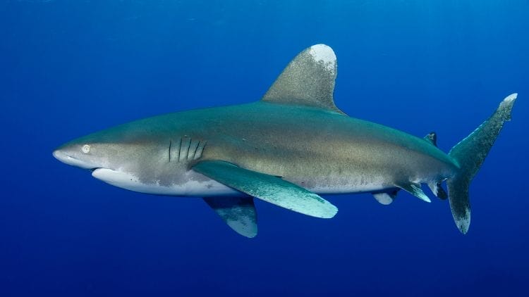Oceanic-Whitetip-Shark-Image