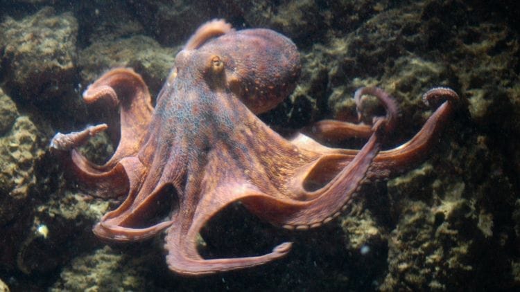 Octopus-Image