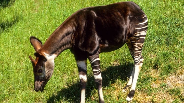 Okapi-Image