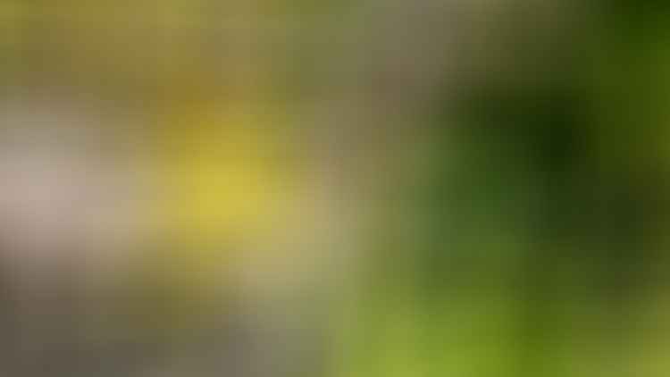 Orange-Crowned-Warbler-Image