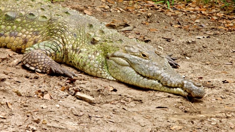 Orinoco-Crocodile-Image
