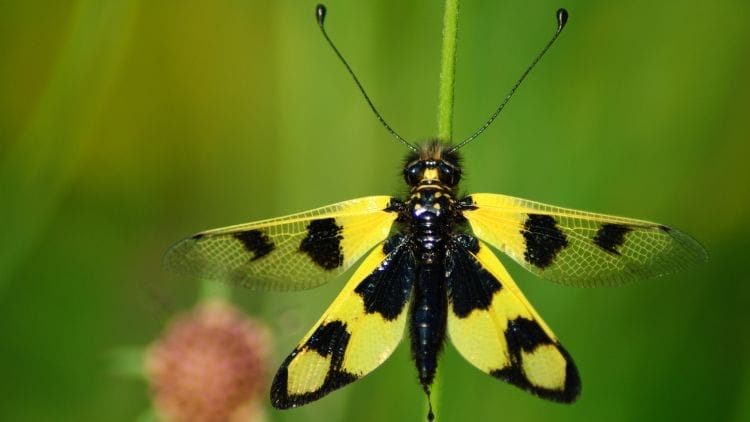 Owlfly-Ascalaphidae-Image