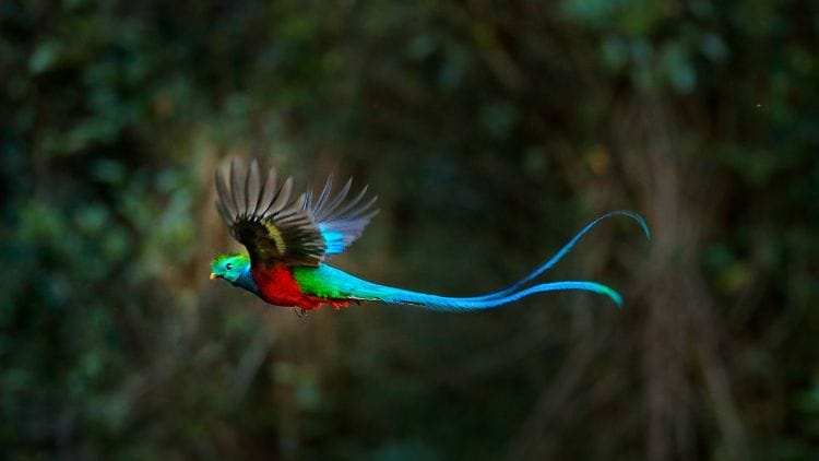 Quetzal-image