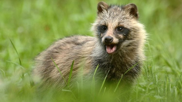 Raccoon-Dog-Image
