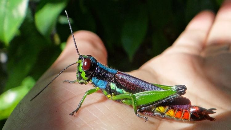 Rainbow-Grasshopper-Image