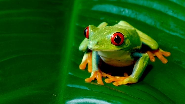 Red-Eyed-Tree-Frog-Image