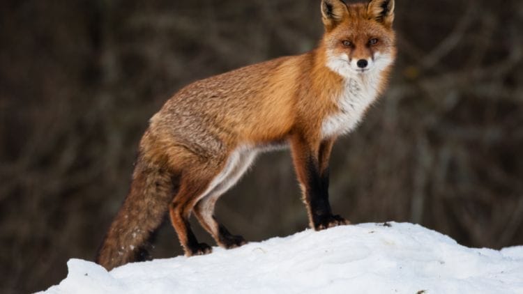 Red-Fox-Image