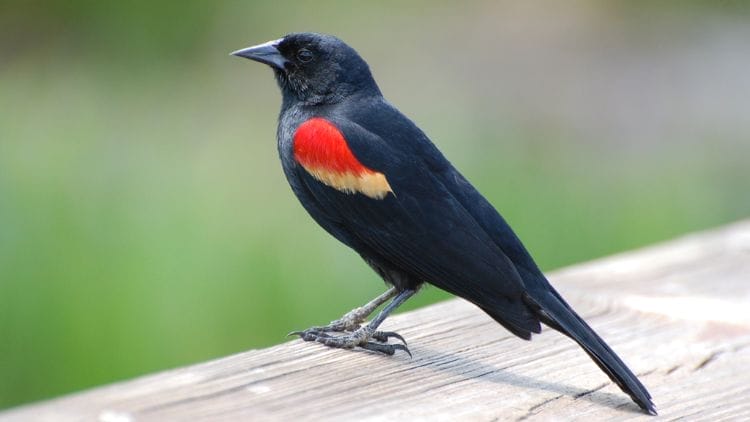 Red-winged-blackbird-Image