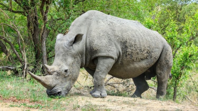 Rhinoceros-Image