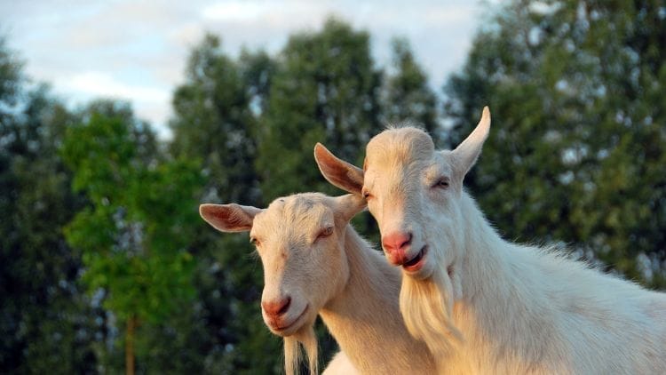 Saanen-Goat-Image