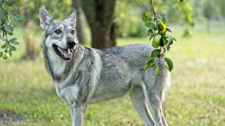 Saarloos-Wolfdog-Image