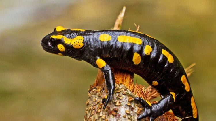 Salamander-Image